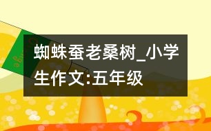 蜘蛛、蠶、老桑樹_小學(xué)生作文:五年級