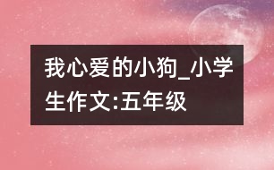 我心愛(ài)的小狗_小學(xué)生作文:五年級(jí)