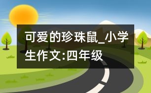 可愛的珍珠鼠_小學(xué)生作文:四年級(jí)