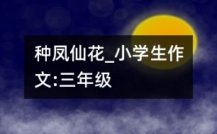 種鳳仙花_小學(xué)生作文:三年級