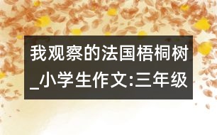 我觀察的法國梧桐樹_小學(xué)生作文:三年級(jí)