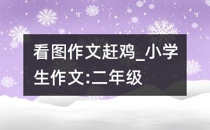 看圖作文趕雞_小學(xué)生作文:二年級