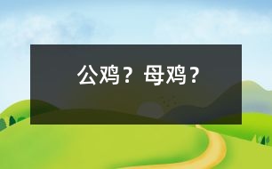 公雞？母雞？