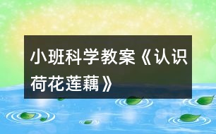 小班科學(xué)教案《認(rèn)識(shí)荷花、蓮、藕》