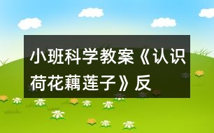 小班科學教案《認識荷花、藕、蓮子》反思