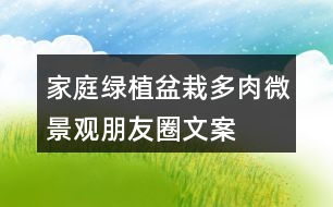 家庭綠植盆栽、多肉、微景觀朋友圈文案40句