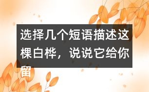 選擇幾個短語描述這棵白樺，說說它給你留下了怎樣的印象