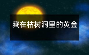 藏在枯樹(shù)洞里的黃金