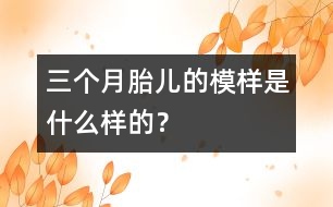 三個月胎兒的模樣是什么樣的？