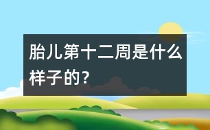 胎兒第十二周是什么樣子的？