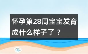 懷孕第28周寶寶發(fā)育成什么樣子了 ？