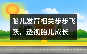 胎兒發(fā)育相關(guān)：步步飛躍，透視胎兒成長