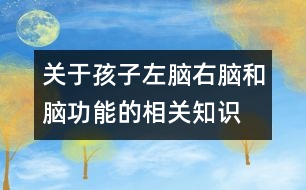 關于孩子左腦、右腦和腦功能的相關知識
