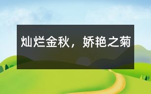 燦爛金秋，嬌艷之菊