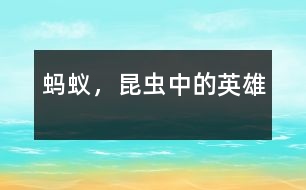 螞蟻，昆蟲中的英雄