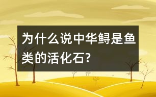 為什么說(shuō)中華鱘是魚類的活化石?