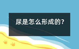 尿是怎么形成的？