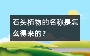 “石頭植物”的名稱是怎么得來的？