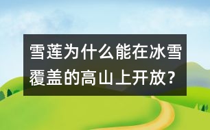 雪蓮為什么能在冰雪覆蓋的高山上開放？
