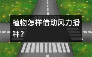 植物怎樣借助風(fēng)力播種？