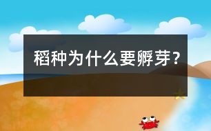 稻種為什么要孵芽？