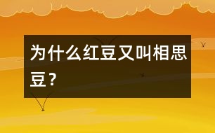 為什么紅豆又叫“相思豆”？
