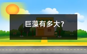 巨藻有多大？