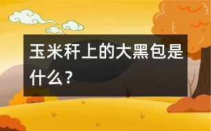 玉米稈上的“大黑包”是什么？