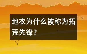 地衣為什么被稱為拓荒先鋒？