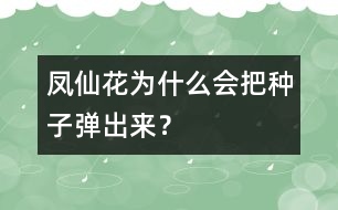 鳳仙花為什么會把種子彈出來？