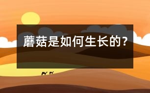 蘑菇是如何生長的？