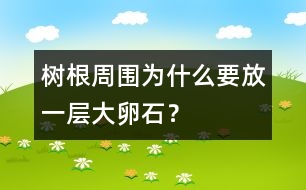樹根周圍為什么要放一層大卵石？