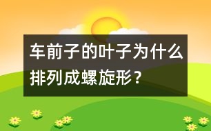車前子的葉子為什么排列成螺旋形？