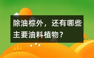 除油棕外，還有哪些主要油料植物？