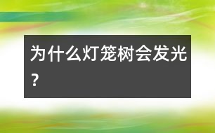 為什么燈籠樹會(huì)發(fā)光？