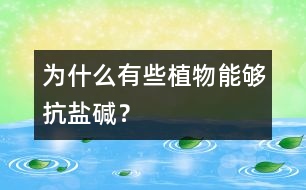 為什么有些植物能夠抗鹽堿？