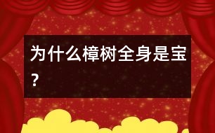 為什么樟樹全身是寶？