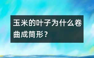 玉米的葉子為什么卷曲成筒形？