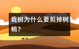 栽樹為什么要剪掉樹梢？