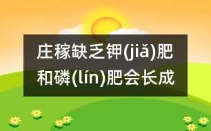 莊稼缺乏鉀(jiǎ)肥和磷(lín)肥會長成什么樣？