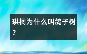 珙桐為什么叫鴿子樹？
