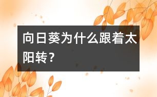 向日葵為什么跟著太陽轉(zhuǎn)？