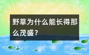 野草為什么能長得那么茂盛？