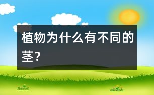 植物為什么有不同的莖？