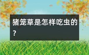 豬籠草是怎樣“吃”蟲的？